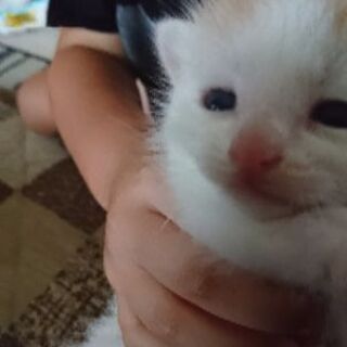 子猫 - 下妻市