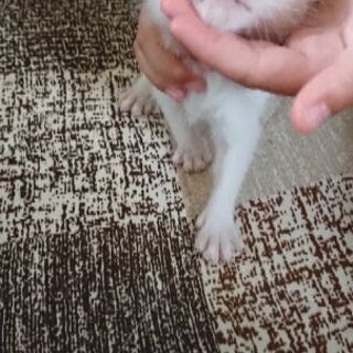 子猫 - 猫