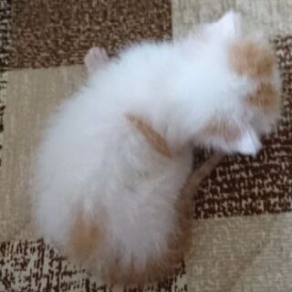 子猫 − 茨城県