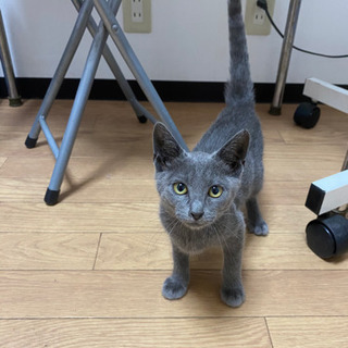 トライアル決定したので一時中断します！スリゴロのロシアンブルーみたいな女の子 - 猫