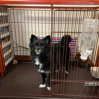 小型犬ゲージ（犬は、大きさわかりやすくする為です。）