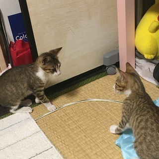 子猫のきょうだい2匹の里親を募集します
