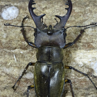 ミヤマクワガタの生息地を知りたいです