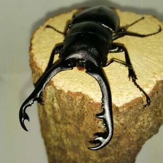 [ラスト１]ギラファノコギリクワガタ　ペア（手渡し限定）