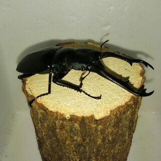 [ラスト１]ギラファノコギリクワガタ　ペア（手渡し限定）の画像