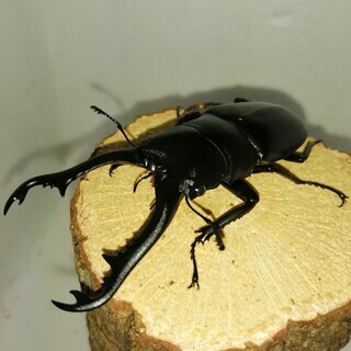 [ラスト１]ギラファノコギリクワガタ　ペア（手渡し限定）の画像