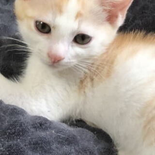猫が好きな方、里親になりませんか～7/26譲渡会があります！