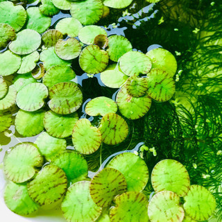 《無農薬》アマゾンフロッグピット30株☘