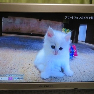 19型　液晶テレビ　DX-ANTENA　DVW-192　リモコンあり　B-CASカード有りの画像