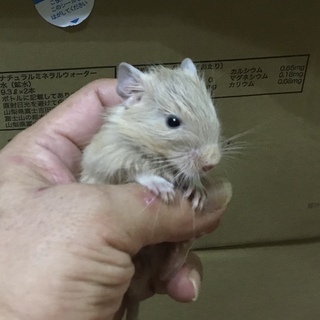 【けんぼの森】デグー《クリーム》♂1匹　当店特別販売価格（税込）1匹➡︎15,000円の画像