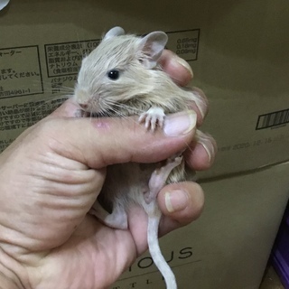 【けんぼの森】デグー《クリーム》♂1匹　当店特別販売価格（税込）1匹➡︎15,000円 - ペット