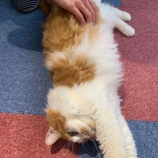 保護ネコカフェ&リサイクルショップ(新規リニューアルオープニング)の画像