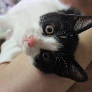 八割れのイケメンにゃん　バロン３世君