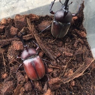 カブトムシ！採取体験ツアー‼️の画像