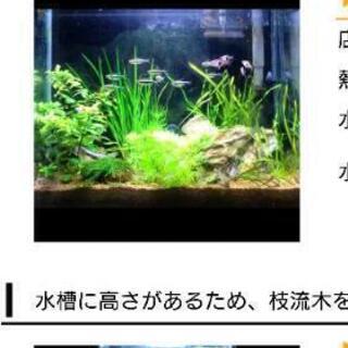 グッピーの水草種類豊富で安いお店教えて下さい