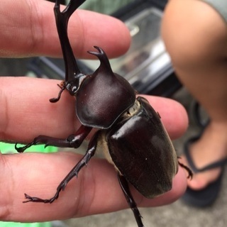 カブトムシ！採取体験ツアー‼️の画像