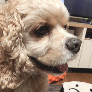 探してます（犬）