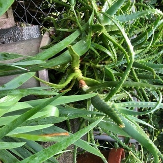 アロエ