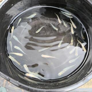 黄金めだか　約３０匹　セット　令和元年生まれ　早い者勝ち
