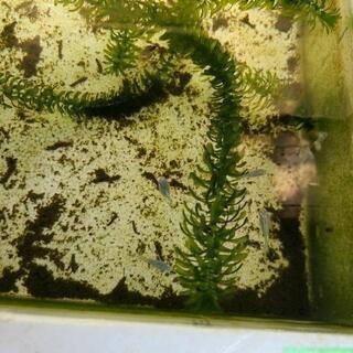 幹之ダルマめだか　半ダルマめだか　若魚　の画像