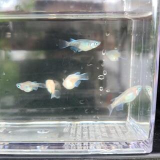 幹之ダルマめだか　半ダルマめだか　若魚　の画像