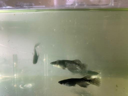 松井ヒレ長ブラックダイヤメダカ　稚魚5匹