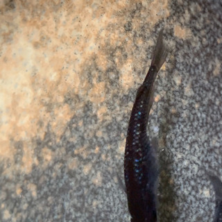 ☆お盆限定☆メダカの針子から稚魚☆20匹☆めだか☆セット☆