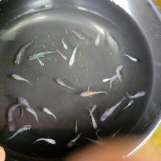 現物　三色ラメ　三色　選別漏れ