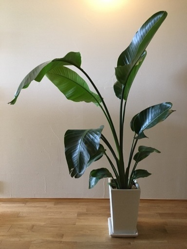 観葉植物 オーガスタ