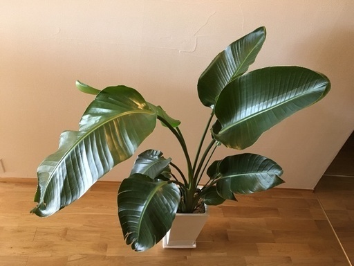 観葉植物 オーガスタ