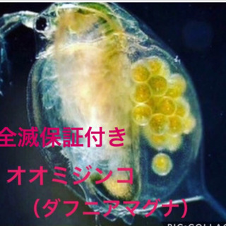 全滅保証付き★送料込オオミジンコ100匹〜