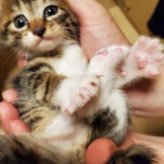 子猫(男の子)１匹と小さめの母ネコ　ペアで！