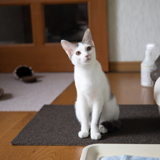 ゆるやか【保護猫譲渡会】