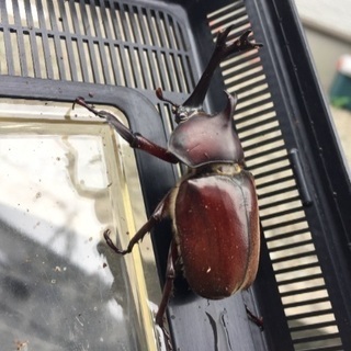 カブトムシ！採取体験ツアー‼️