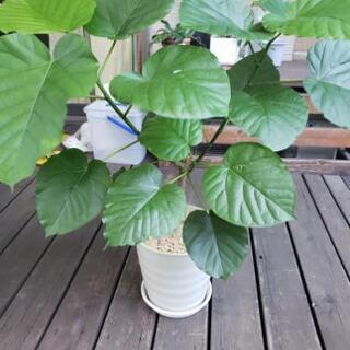 代理出品です。観葉植物　ウンベラータ