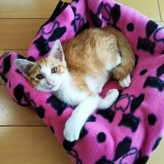 保護したオス猫ちゃん 2～3ヶ月位☆