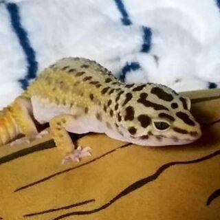 道内でレオパ飼育されてる方