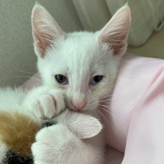 シャム猫系の雑種とハチワレの雑種の子猫です。