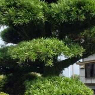 槇の、イヌマキの古くて大きいものを探しております