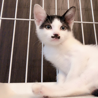 資材置き場の子猫②(譲渡決定！)