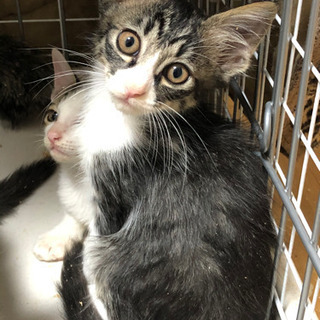 2カ月ぐらいの子猫　男の子
