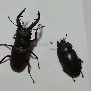 ノコギリクワガタのペアとコクワガタのペア