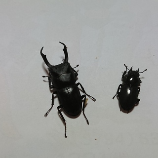ノコギリクワガタのペアとコクワガタのペアの画像