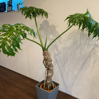 セローム※8/30値下げ※