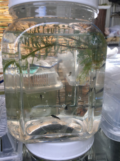 黒龍稚魚　10匹