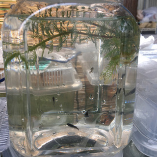 黒龍稚魚　10匹