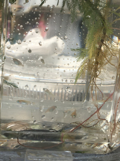 メダカ　スノーホワイト　稚魚　10匹