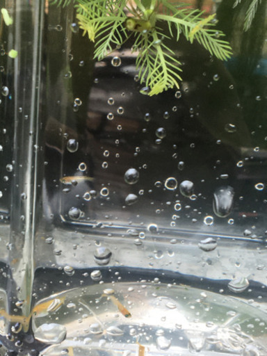 メダカ　楊貴妃　稚魚　10匹