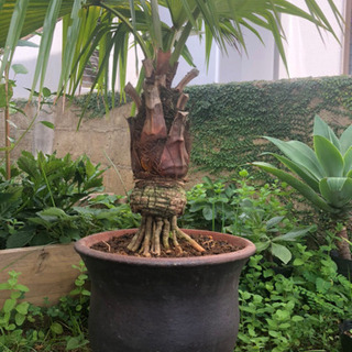 玉クバ　トックリビロウ 玉クバ トックリビロウ トックリクバ