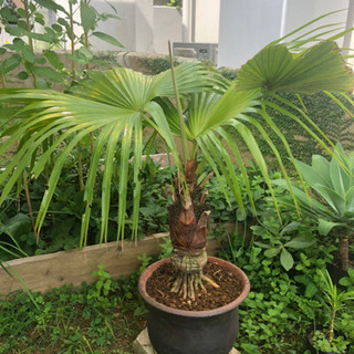 玉クバ　トックリビロウ 玉クバ トックリビロウ トックリクバ